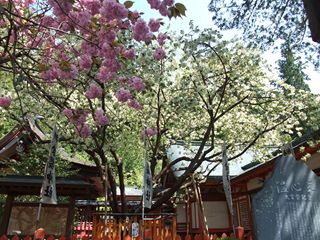 金桜神社のウコン桜