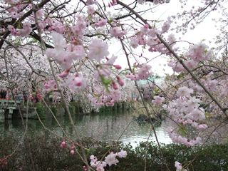 池と桜2