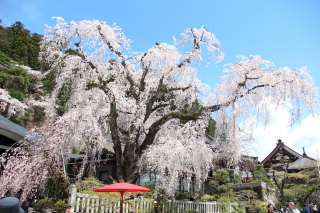 この桜の木の下にアマツドンジョンが！？